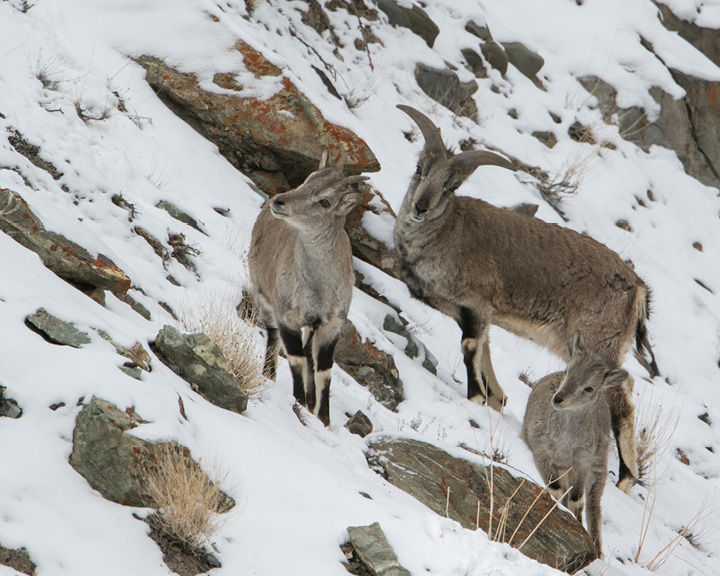Winter Wonderland Ladakh
