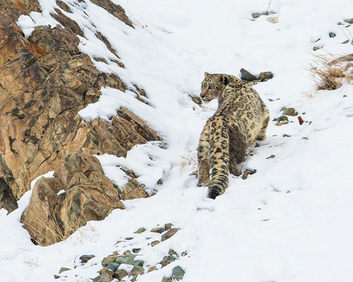 Winter Wonderland Ladakh