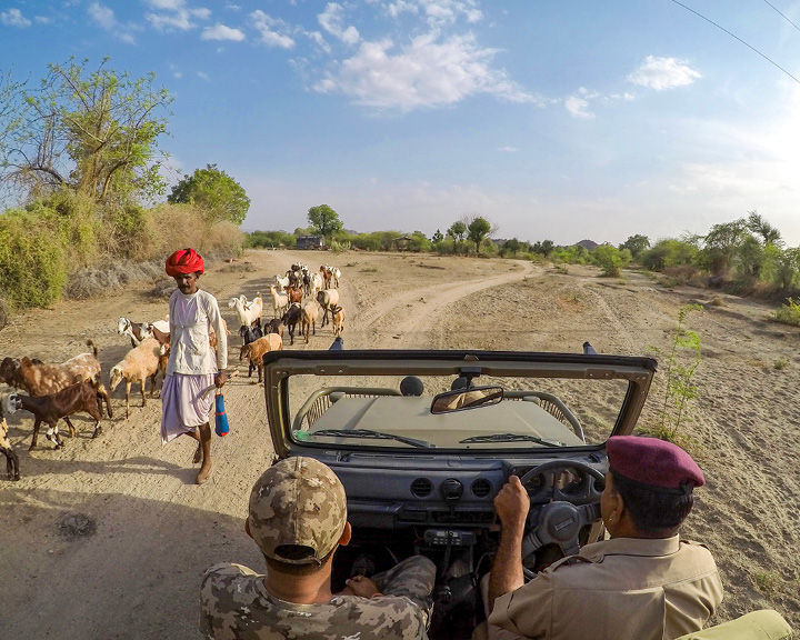 Narlai In Rajasthan