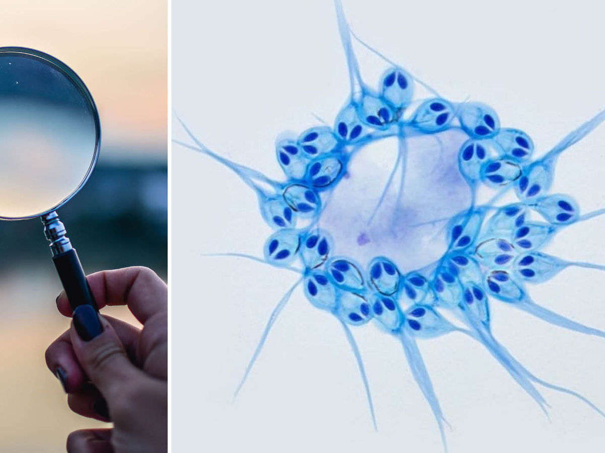 Scientists Discover A Non-Breathing Living Animal, By Accident