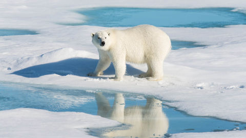 Polar Bears Are Getting Thinner & Having Lesser Cubs, All Because Of Us