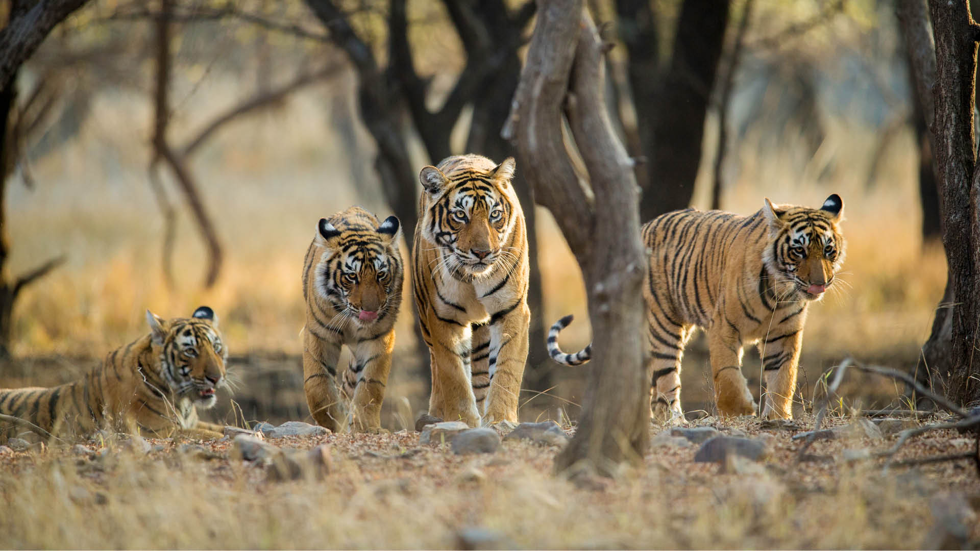 Shockingly, 26 Tigers Are Missing From Ranthambore National park