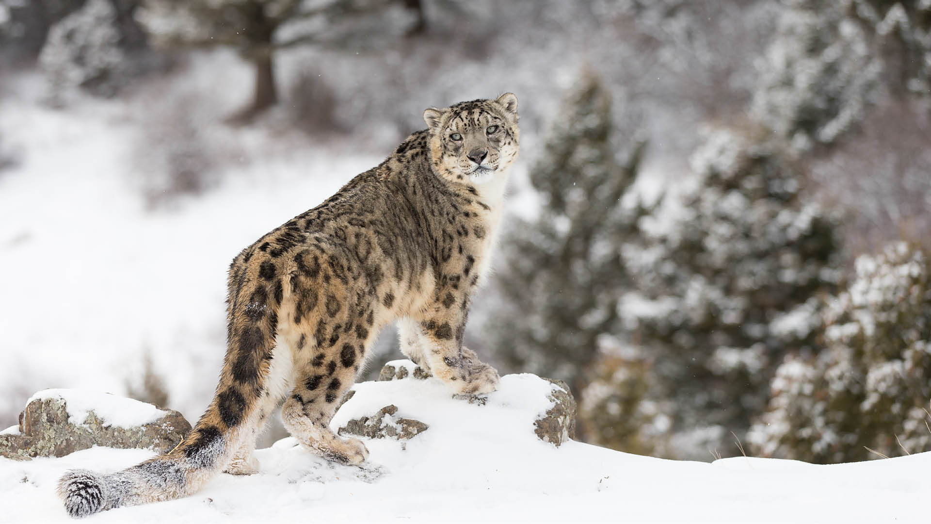 Snow Leopards On A Rise In Himachal, Cross The 100th Mark