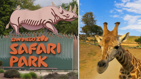 Daydreaming Of Outdoor Adventure? The San Diego Zoo Is Streaming Live