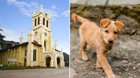 Adopt Stray Dogs In Shimla For Zero Garbage Collection Fee And More!