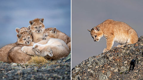 In Pictures: The Cats Of Torres del Paine National Park In Patagonia, Chile