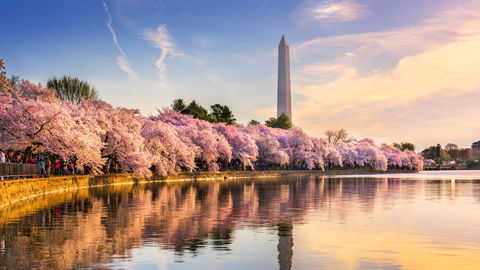 6 Ways To Dream Escape To Washington DC Right From Your Home