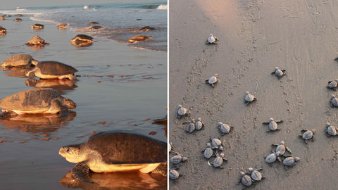 All You Need To Know About The Velas Turtle Festival In Maharashtra