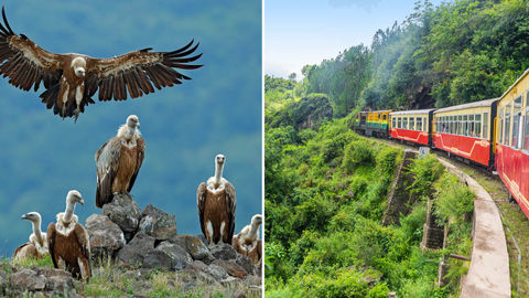 Hear's Why The Vulture Restaurant In Himachal Is Finding A Spot In Everyone's Bucketlist