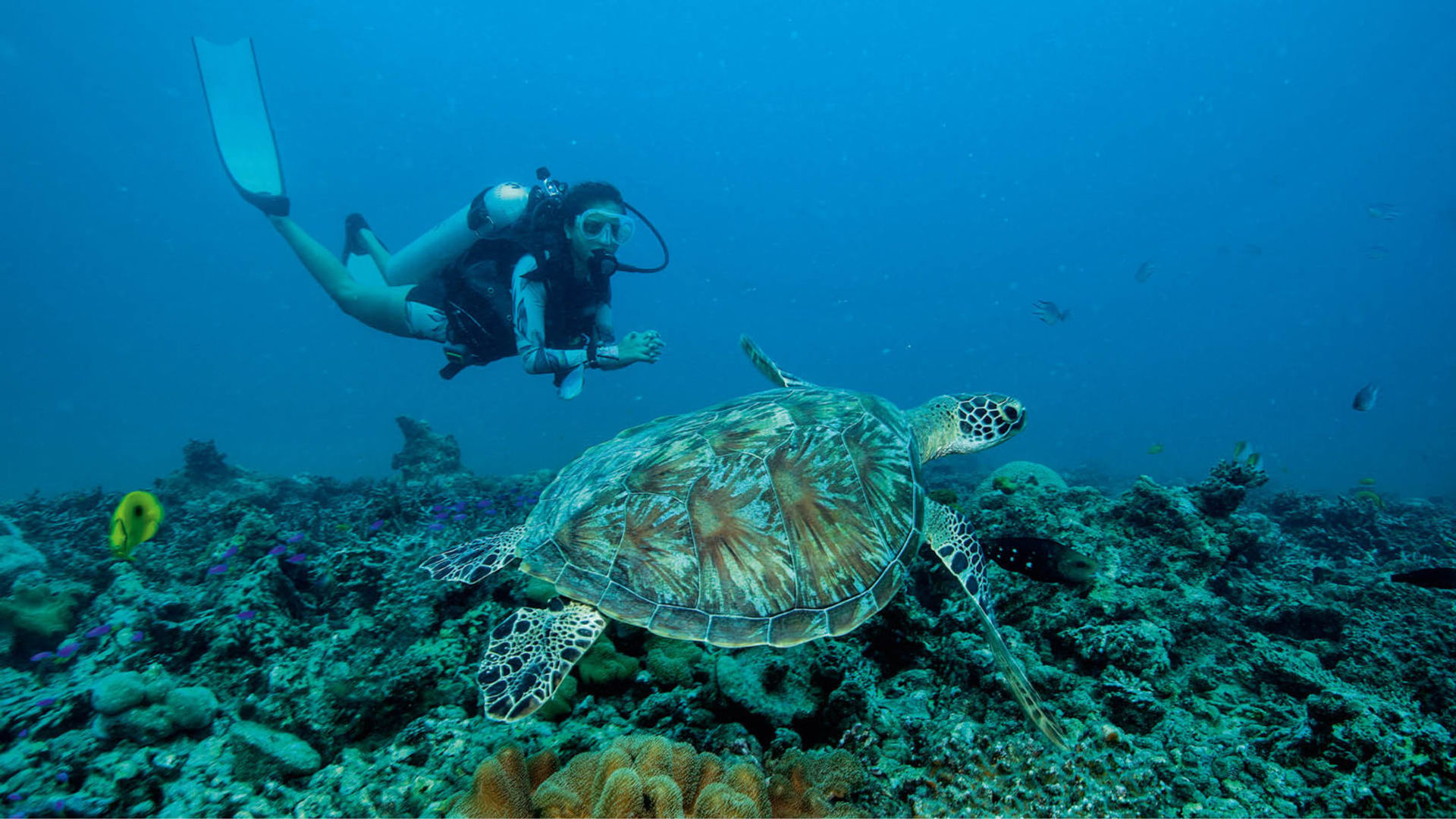 A Marine Biologist And Professional Scuba Diver Tells Us Why She Chose