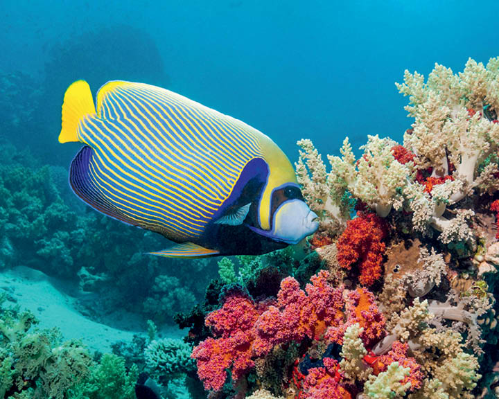 diving in egypt