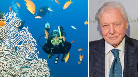 Take A Virtual Dive Through The Great Barrier Reef With David Attenborough