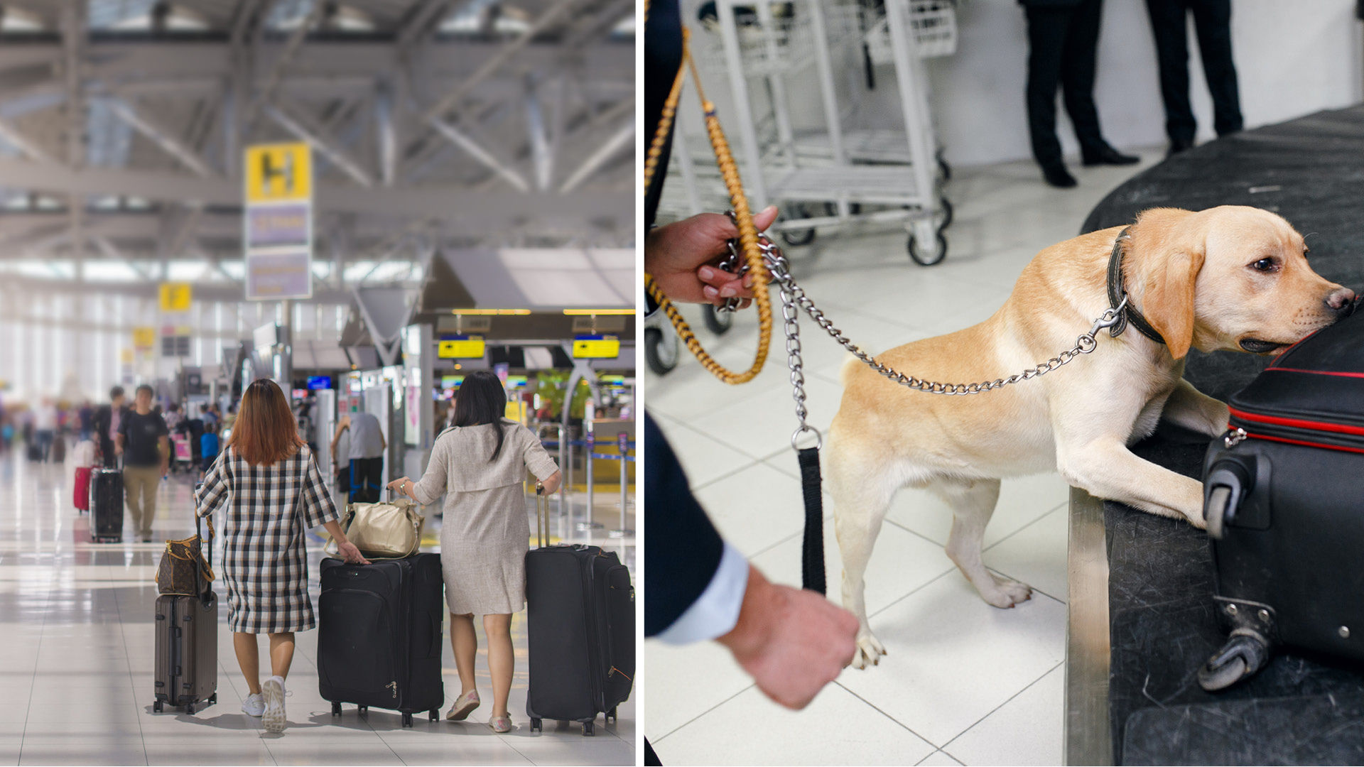 Can Sniffer Dogs Detect Coronavirus Positive Travellers At Airports? F