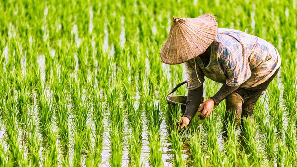 #SomeGoodNews: Rice ATM In Vietnam Is The New Way To Feed The Poor Amid Lockdown