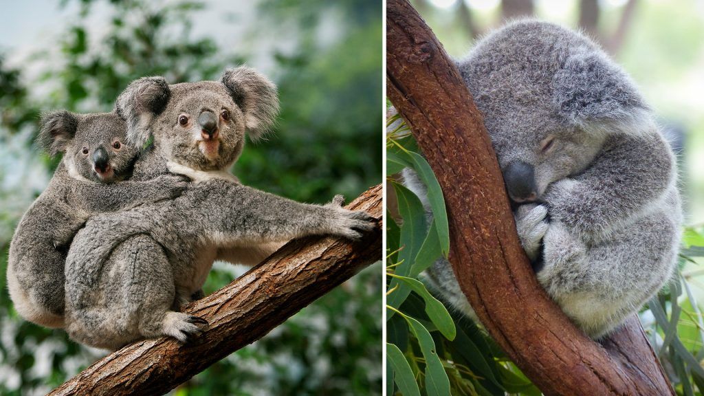 This Wild Koala Day, Remember How You Can Save These Furry Animals From Extinction