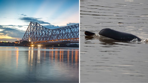 #SomeGoodNews: Thanks To The Lockdown, Gangetic Dolphins Have Been Spotted In Kolkata After 30 Years