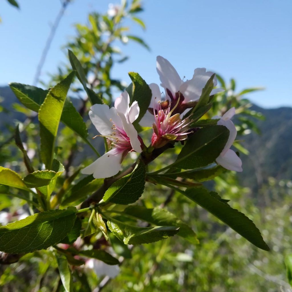 lockdown in an apple orchard