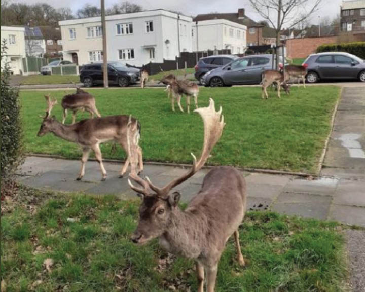 Humans Indoors Animals