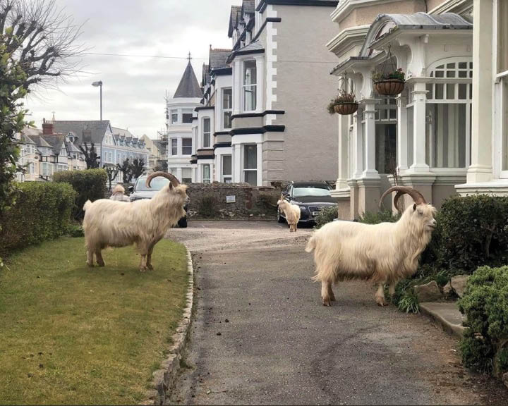 Humans Indoors Animals