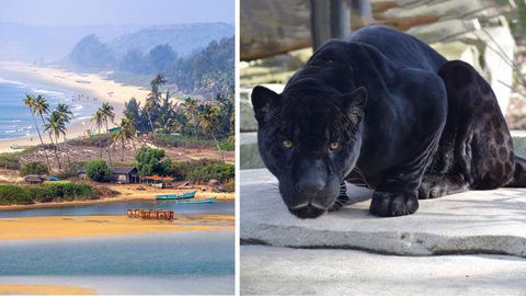 A Sight To Behold: Black Panther Spotted In Goa For The First Time Ever!