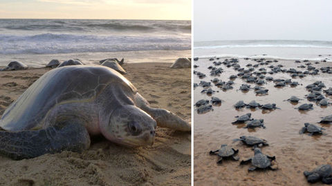 Thanks To The Lockdown, Olive Ridley Turtles Can Now Be Seen In Goa As Well