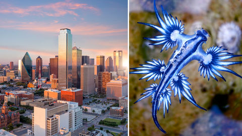 #SomeGoodNews: Rare Blue Dragons Spotted In Texas. See It To Believe It