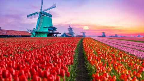 #SomeGoodNews: Dutch Farmers Are Spreading Messages Of Hope In These Beautiful Tulip Fields