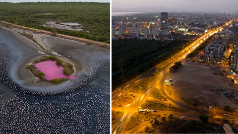 #SomeGoodNews: This Wetland In Navi Mumbai Has Turned Into A Beautiful Shade Of Pink