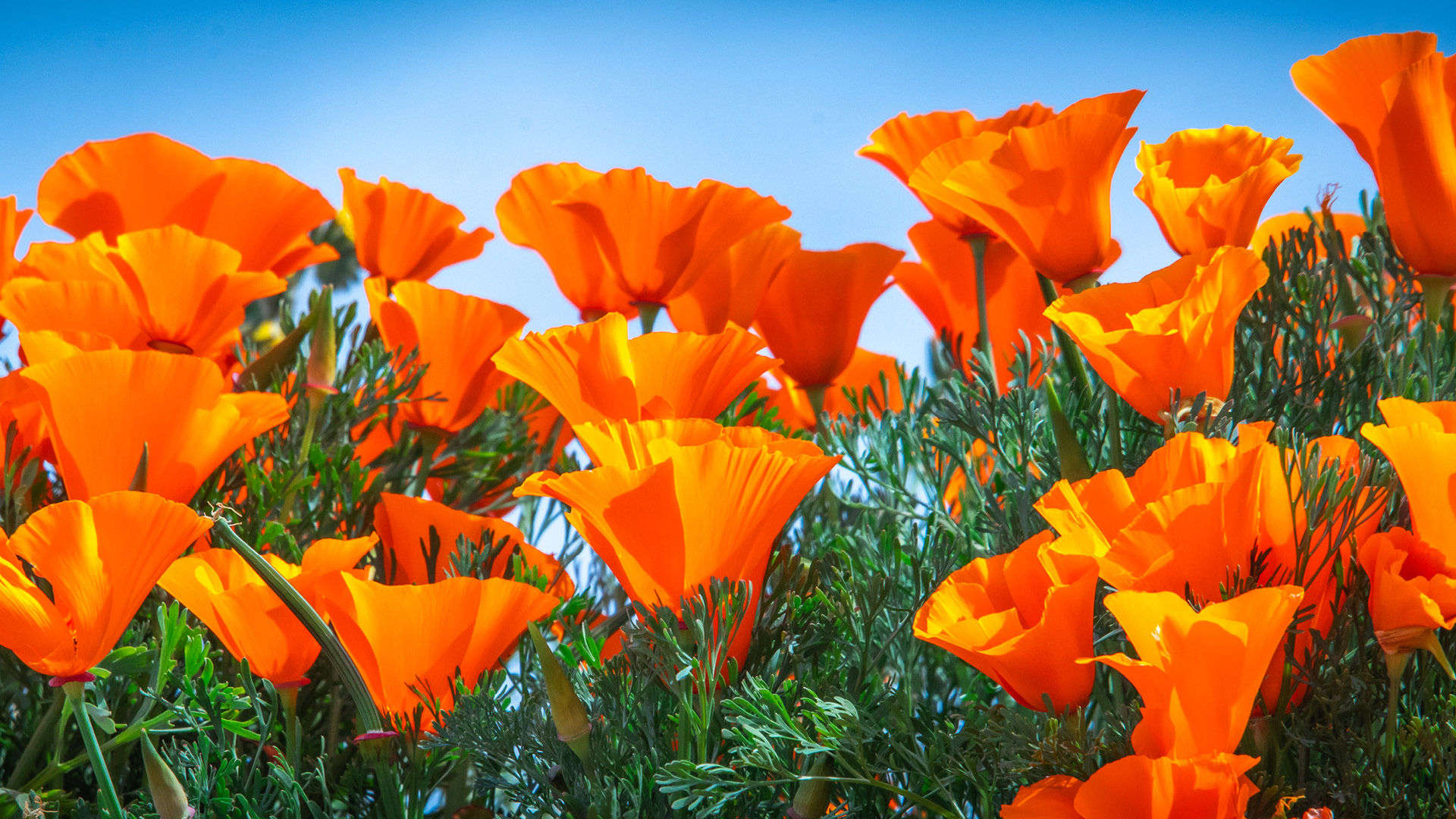 California’s Wildflower Orange Super Bloom Is Now Visible From Space!