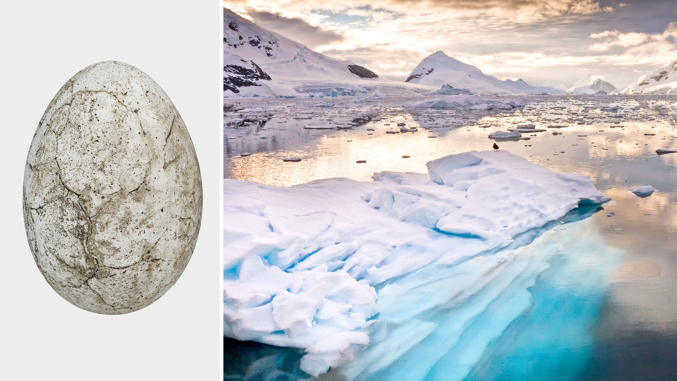 Scientists Solve Mystery Of 66MillionYearOld Egg Found In Antartica