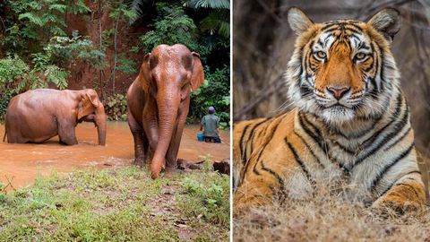 On World Environment Day Be A Part Of These Wildlife Conservation Projects In India
