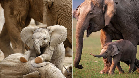 This Adorable Video Of A 20-Minute-Old Baby Elephant Dancing Is All You Need To See RN
