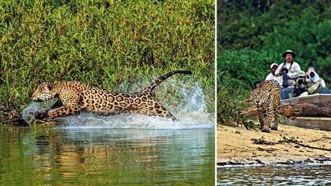 Through The Lens: Photographer Steve Winter Chases Wild Jaguars In Brazil
