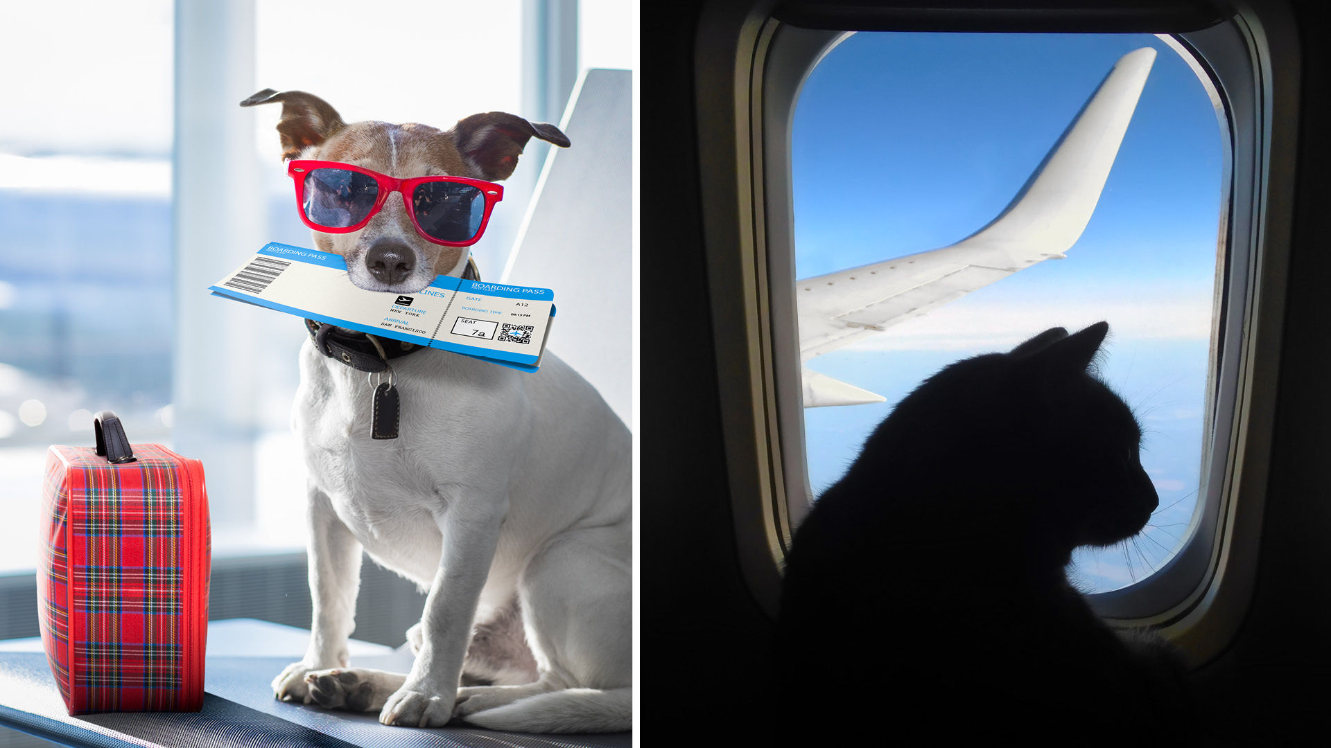 Private 'All-Pet' Jet Is Here To Rescue & Transport Stranded Pets From