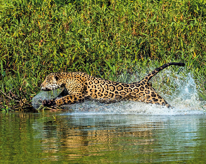 steve winter jaguars