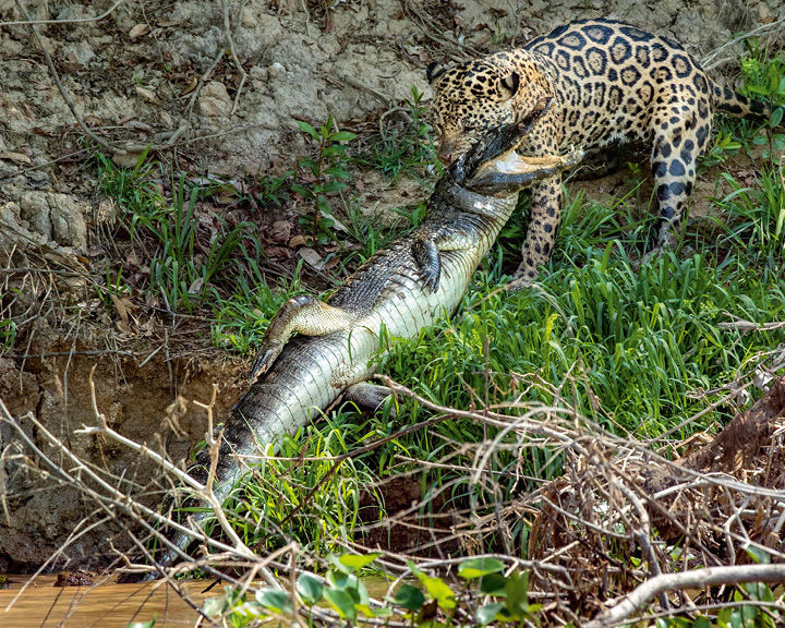 Photographer Steve Winter Chases Wild Jaguars In Brazil