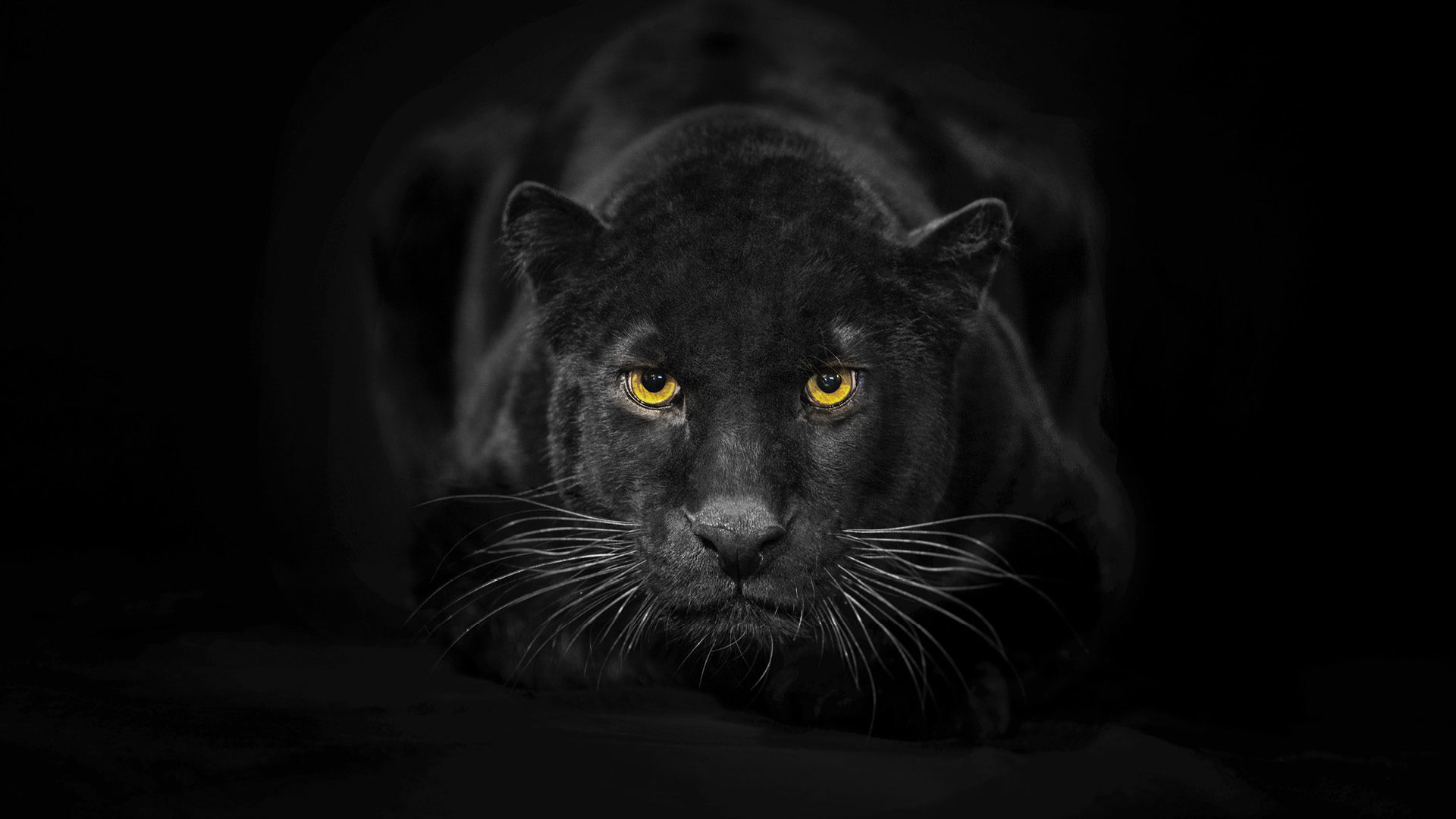 Stop Everything To See These Stunning Images Of A Black Panther!