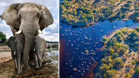 Why Did Hundreds Of Elephants Die Mysteriously In Botswana?