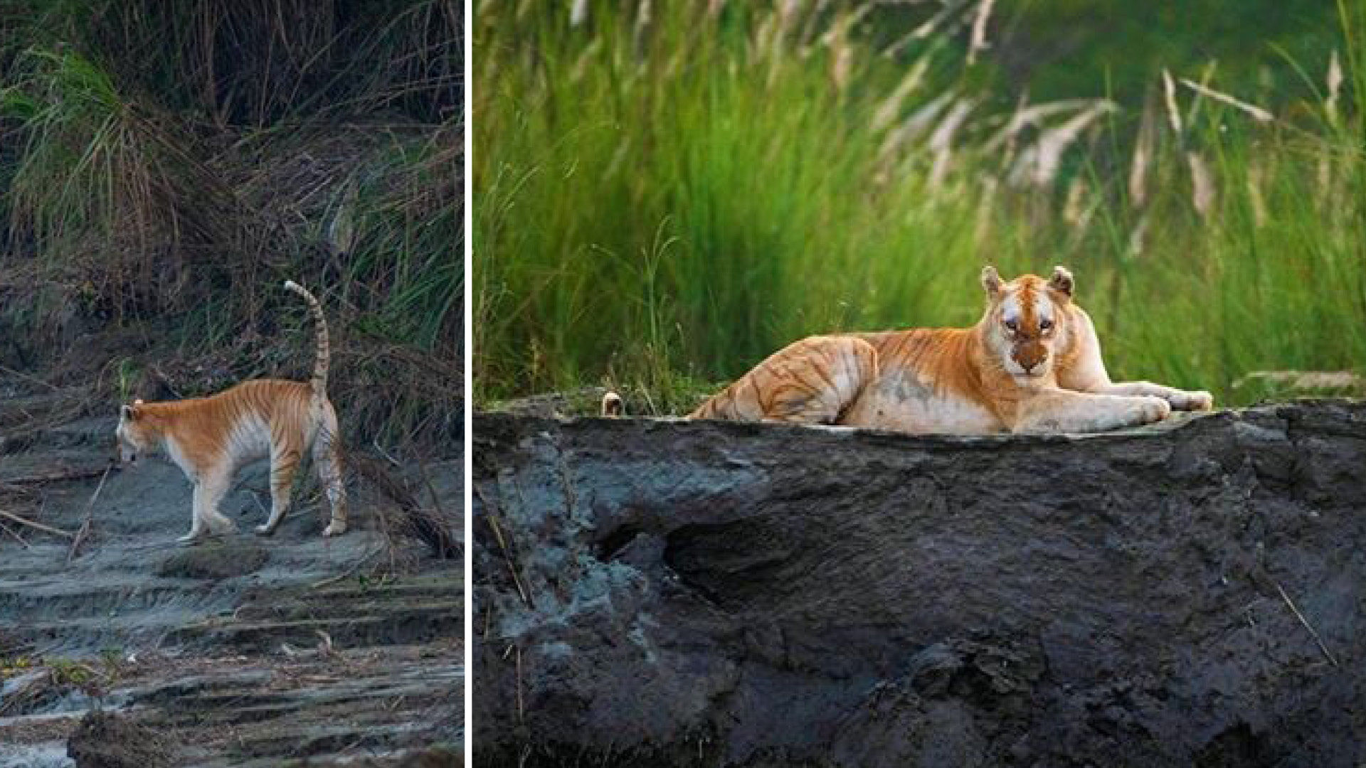 Images Of The Only Golden Tiger In India Spotted In Kaziranga Is Break