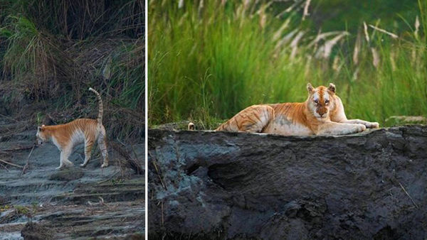 Images Of The Only Golden Tiger In India Spotted In Kaziranga Is Breaking The Internet!