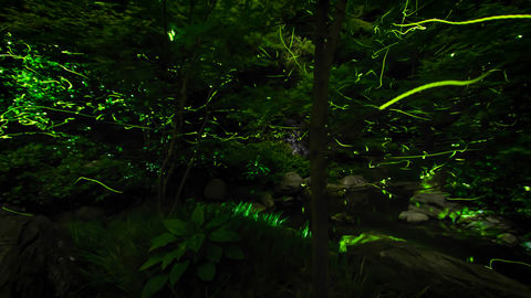 Fireflies Put Up A Spectacular Show At Japan’s Tatsuno Town Even Without An Audience