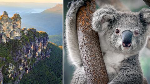 Koalas May Face Extinction In New South Wales, Australia By 2050