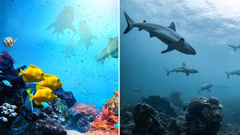 Stop Everything And Read This! Sharks Are Disappearing From Our Coral Reefs