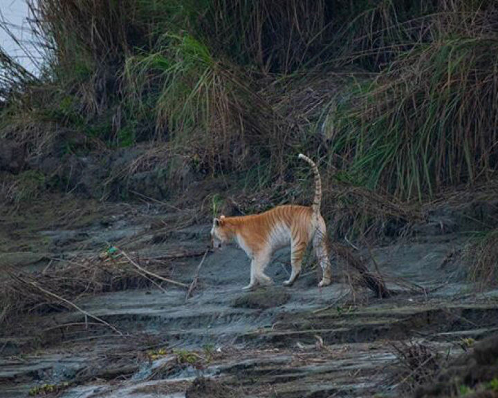 Golden Tiger In India