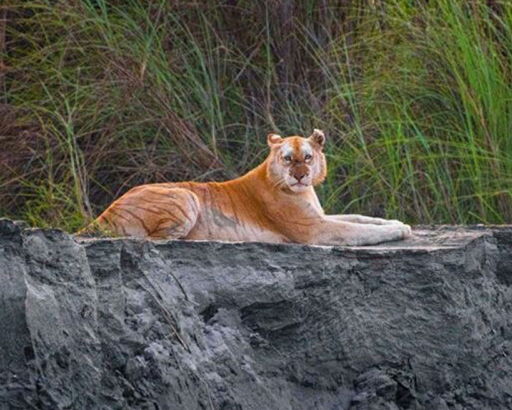 Golden Tiger In India