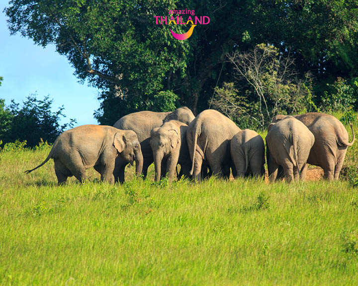 Family Holiday Thailand