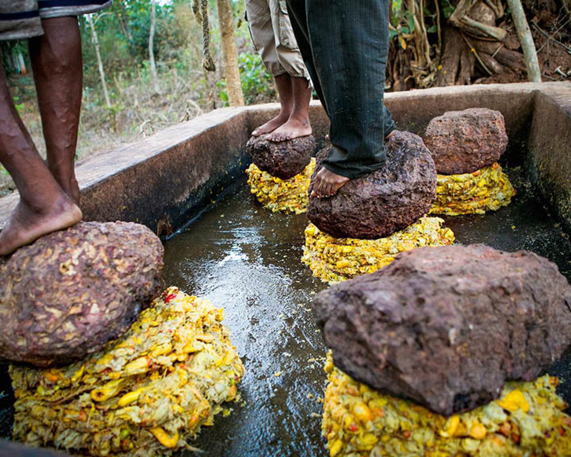 Forget Wine Or Whiskey Tasting, A Feni Tour In Goa Is What You Need On