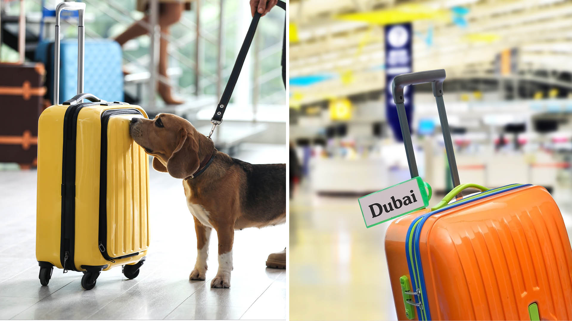 How Can I Bring My Dog From Philippines To Dubai