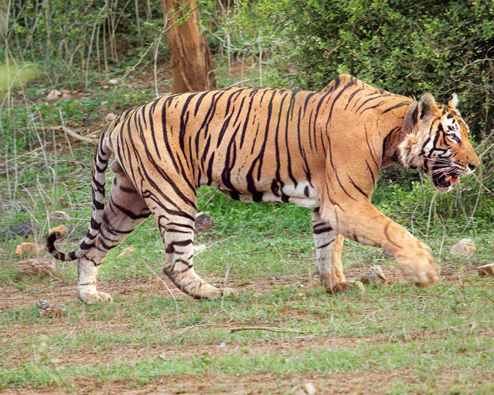 Sariska Tiger Reserve