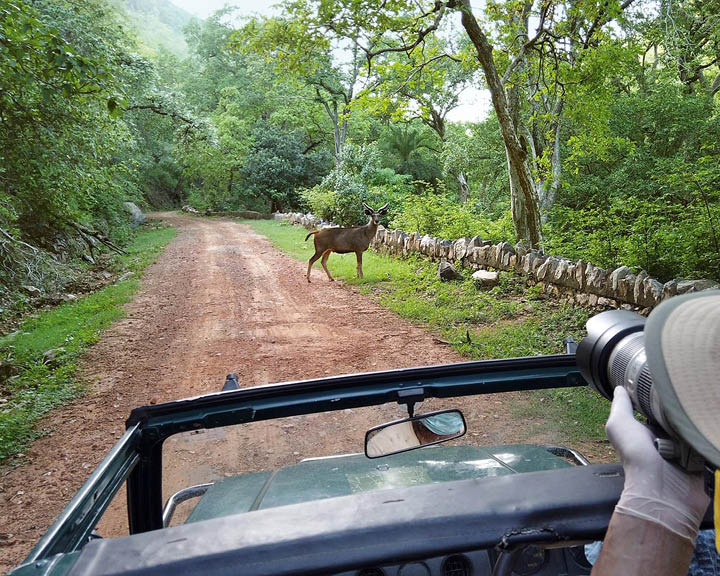 Sariska Tiger Reserve